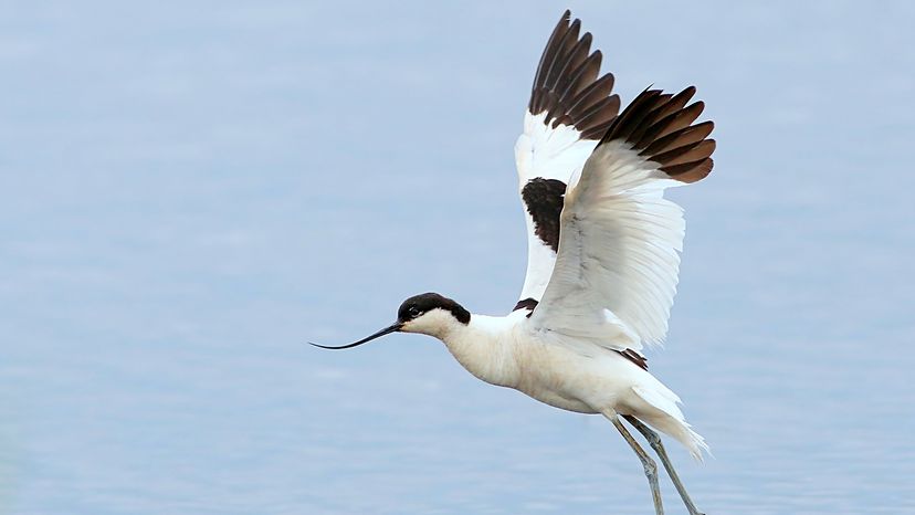 pied avocet