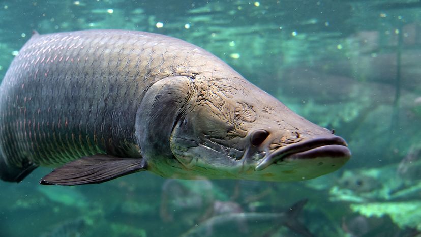 Arapaima