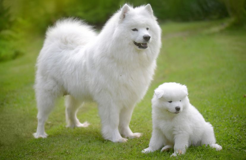 Samoyed with puppy