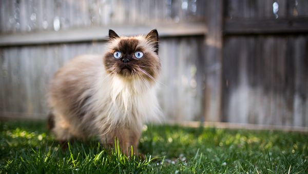 Himalayan Cat: A Mix of Siamese and Persian