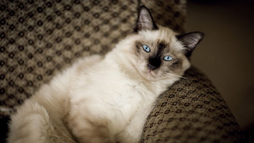 Birman cat