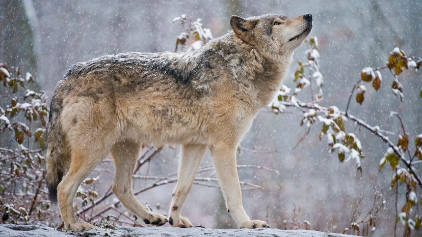 Eastern gray wolf