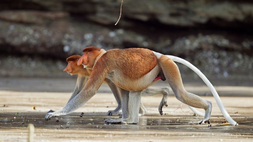 Proboscis monkeys