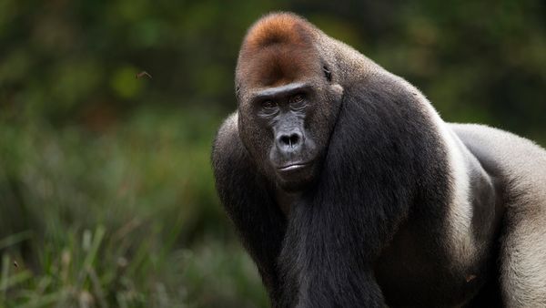 Gorilla vs. Grizzly Bear: Which Is Bigger? Who Wins in a Fight?