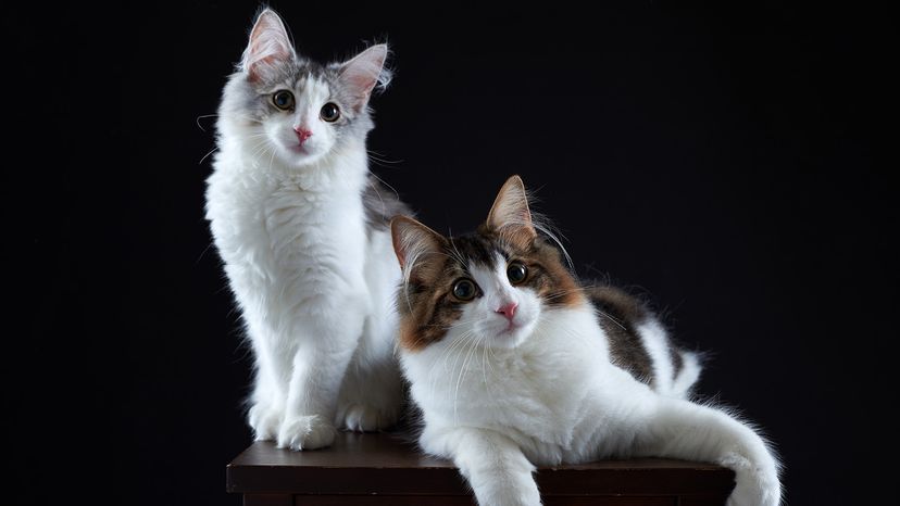 Norwegian Forest Cat