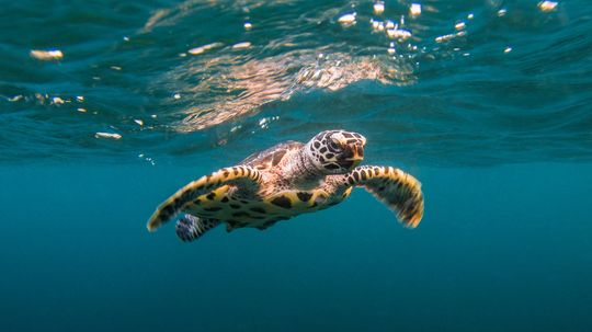 The Hawksbill Turtle Is a Critically Endangered Sea Turtle