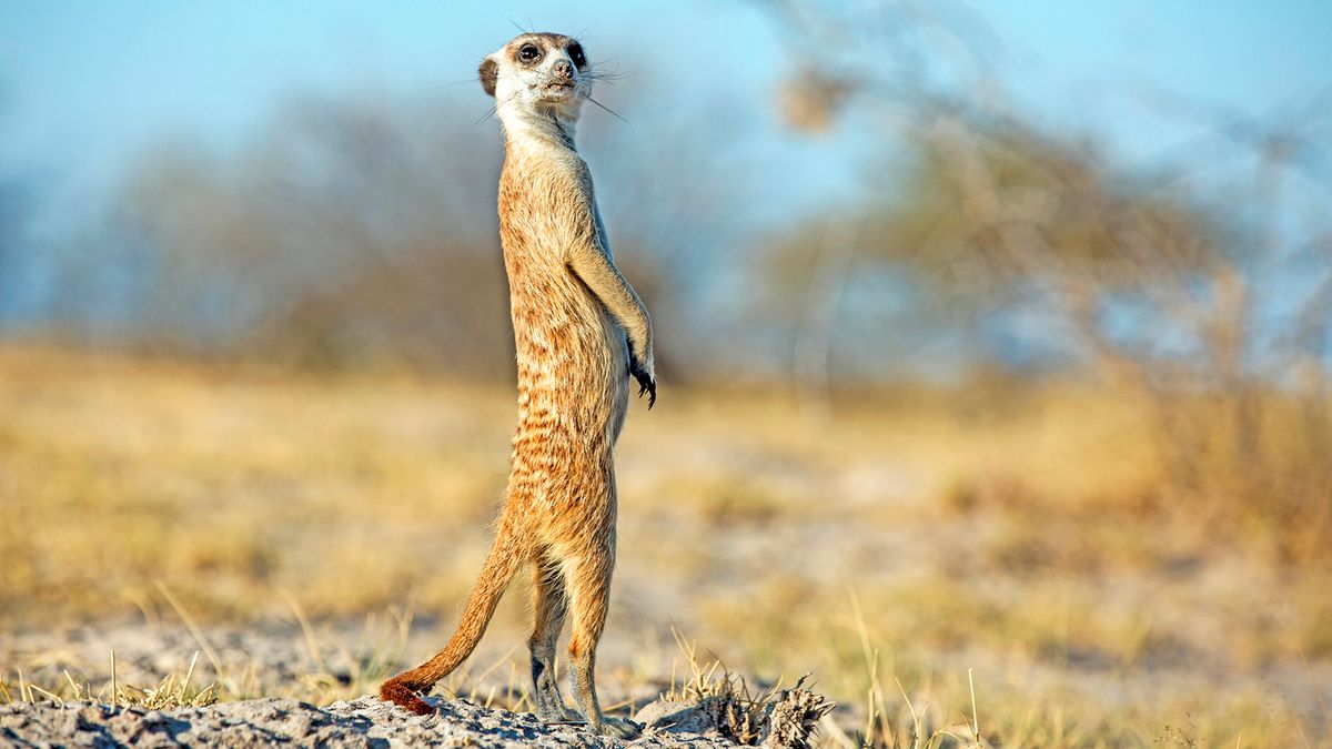 Animal visual data 2