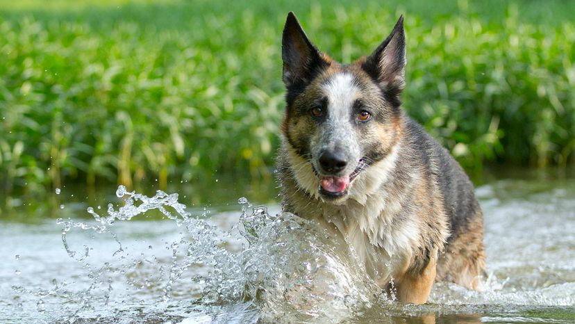 Panda German Shepherd