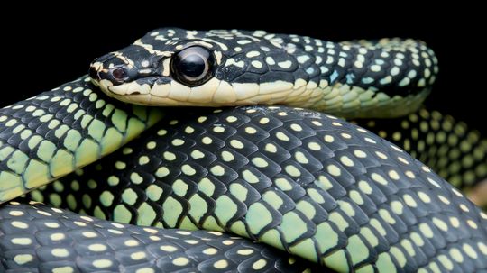 Paradise Flying Snake Truly Falls With Style