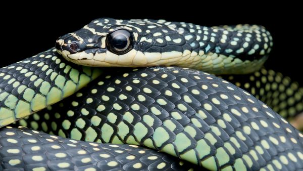 Paradise Flying Snake Truly Falls With Style