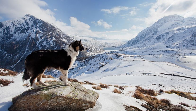 Border Collie