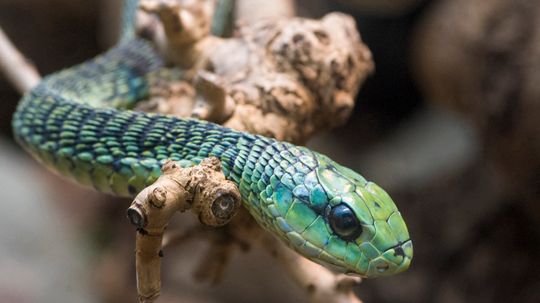 The Highly Venomous Boomslang Snake Keeps to the Trees