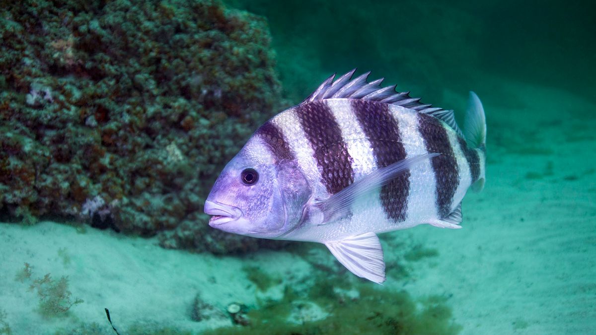 Why Do Sheepshead Fish Have 'Human' Teeth? — Plus More About Fish