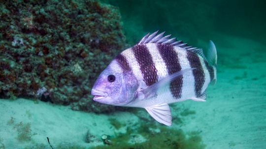 Why Do Sheepshead Fish Have 'Human' Teeth?