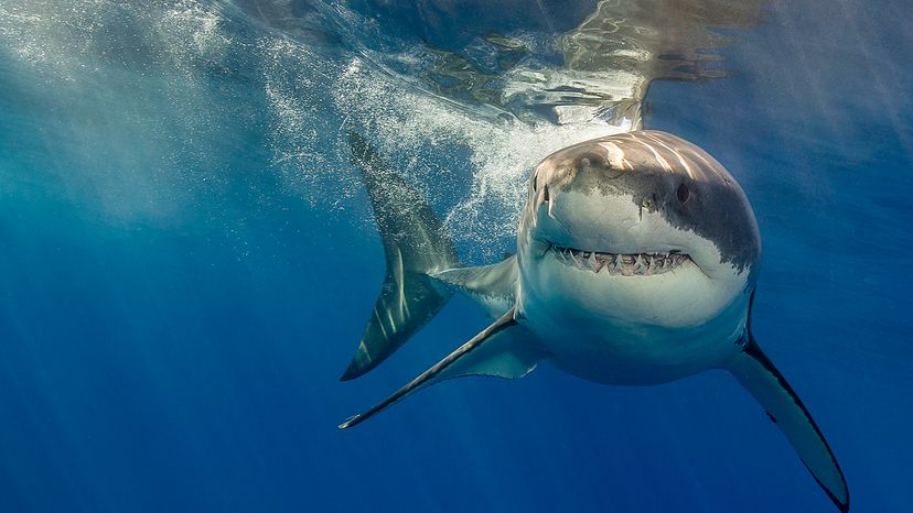 Great white shark