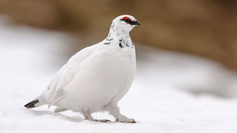rock ptarmigan