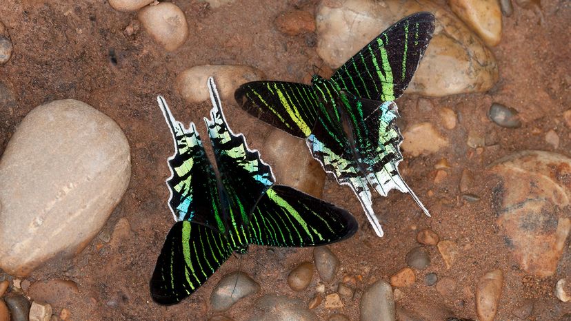 Green-banded Urania