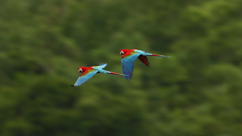 guacamaya roja