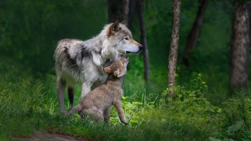 Gray wolf mother beside her cub in the woods