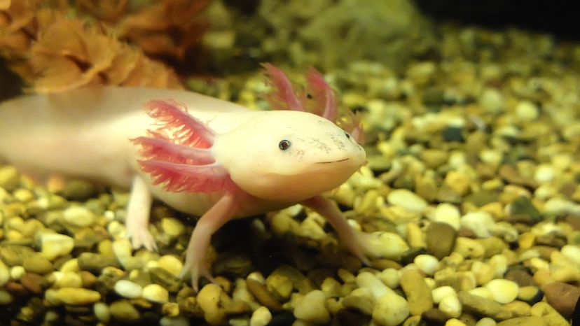 Axolotl