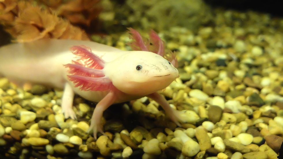 6 Axolotl Predators: Dangers in Both Nature and Captivity