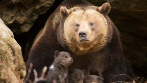 big brown bear looming over cubs
