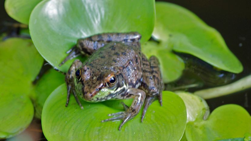 Northern green frog