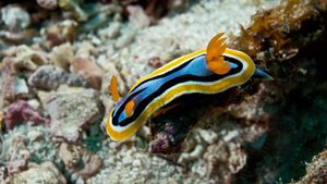 nudibranch