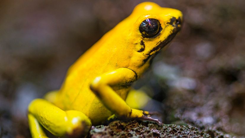 Golden poison dart frog