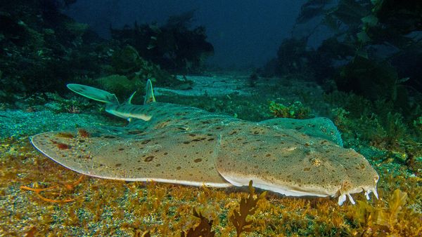 A large, flat shark hovers on the ocean floor, awaiting prey