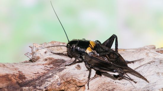 What Do Crickets Eat? A Peek at Omnivorous Scavengers
