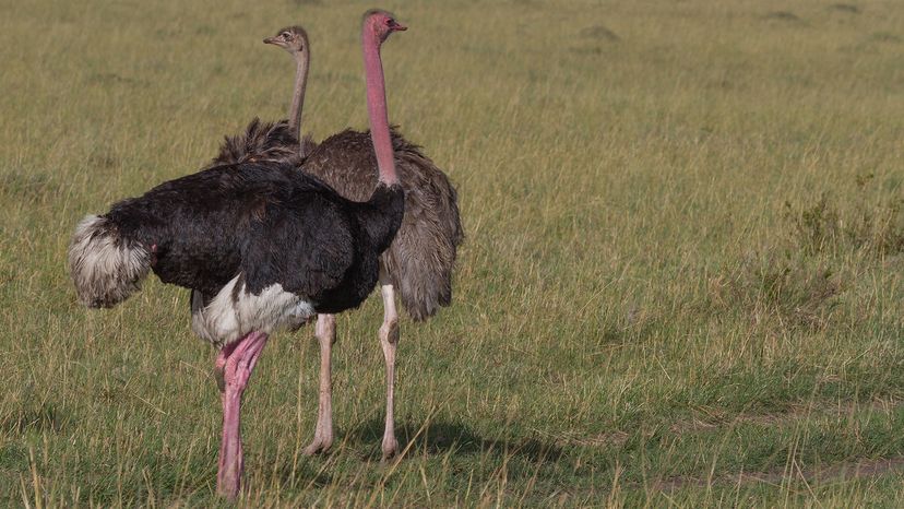North African ostrich