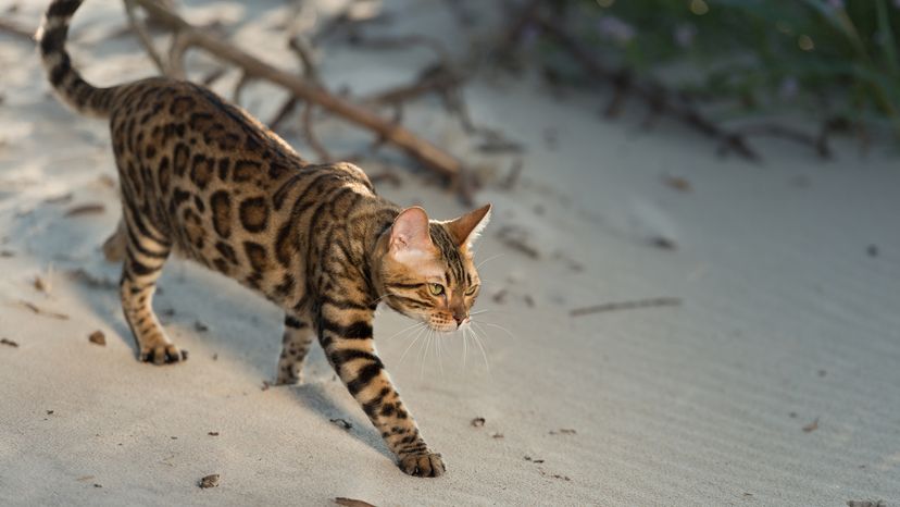 Bengal