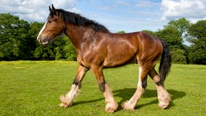 Brown Shire horse with shaggy white legs trotting in green grass