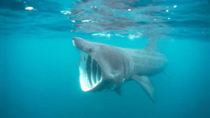 Basking shark