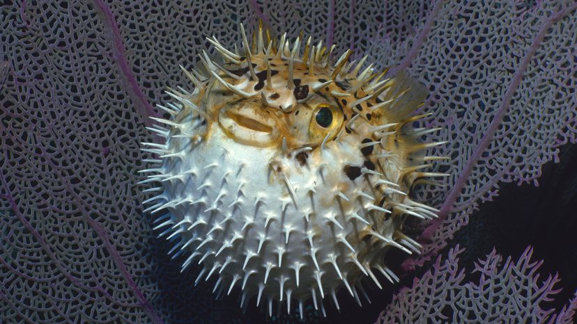 Pufferfish