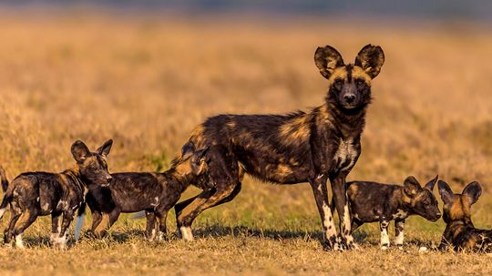 African Wild Dog: Not the Hyena You Think It Is