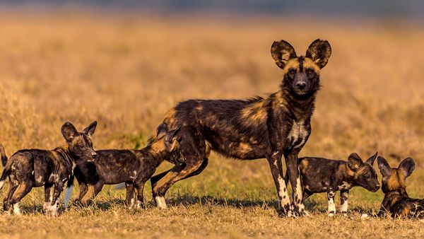 An African wild dog and its pack of young walk together