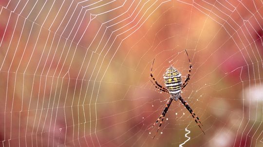 The Orb Weaver Spider Consumes Its Own Used Webs