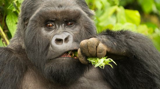 What Do Gorillas Eat? How Are They Such Muscular Herbivores?