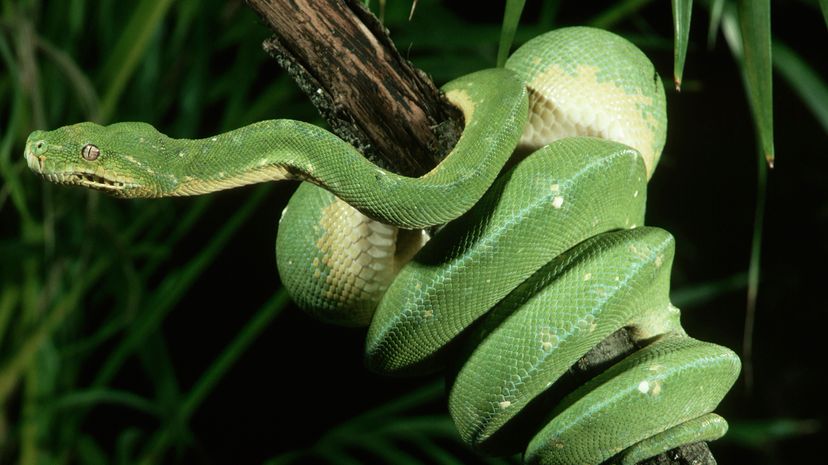 11 Green Snake Species Slithering Around the Globe | HowStuffWorks