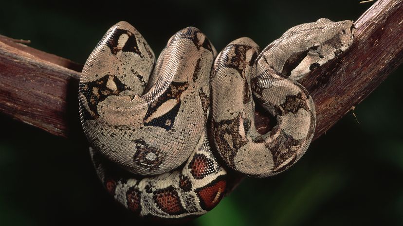 Boa constrictor coiled on a tree branch