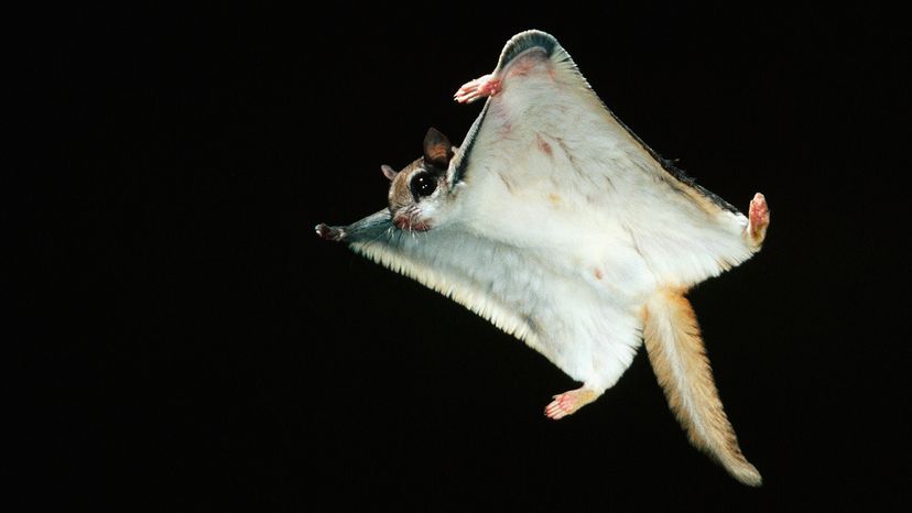 Flying squirrel