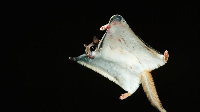 Flying squirrel
