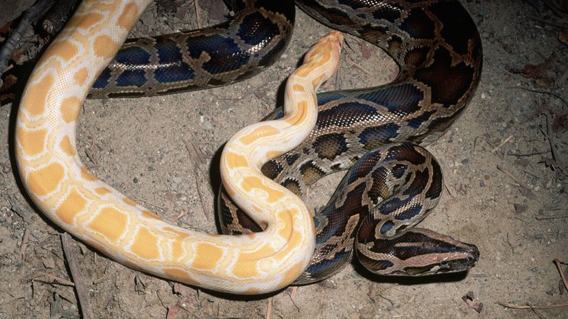 Two snakes, one albino and one green, share space