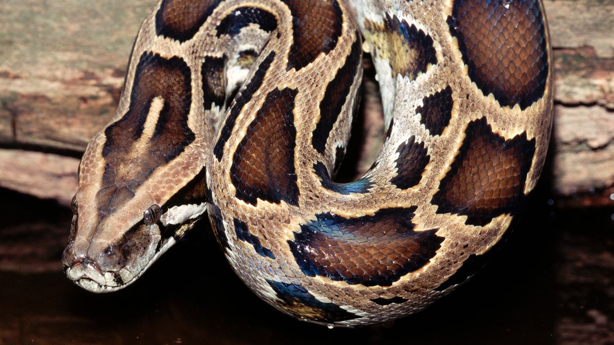 Burmese Python: How the Invasive Species Affects Ecosystems