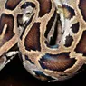 Burmese Python: How the Invasive Species Affects Ecosystems