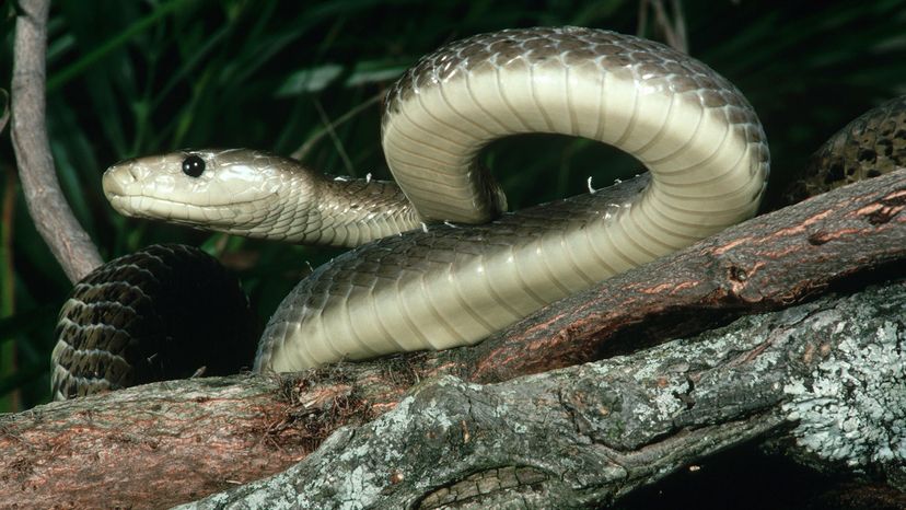 A grey snake with a light underbelly slithers on a tree branch