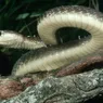 Black Mamba Fact vs. Fiction: Mythical Size and a Kiss of Death
