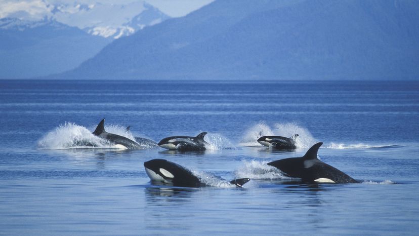 Orcas